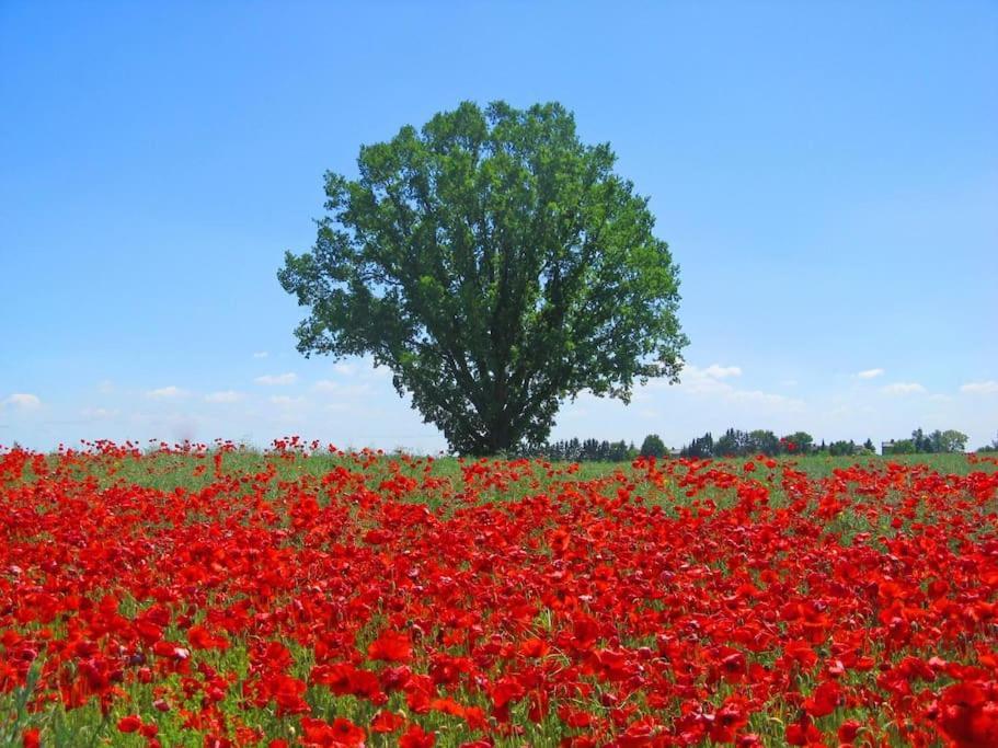Inselidylle Villa Kunterbunt Fehmarn Dış mekan fotoğraf