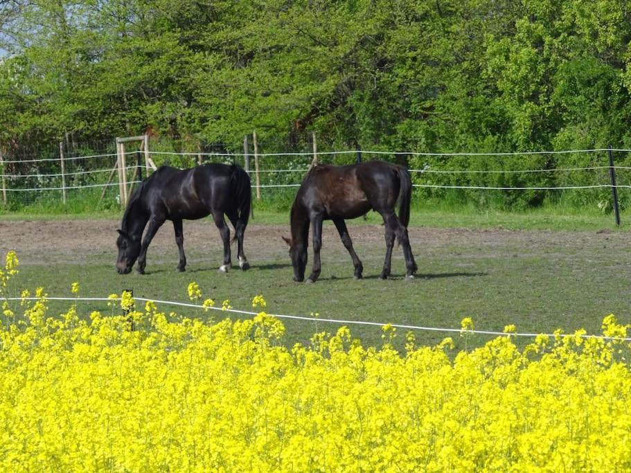 Inselidylle Villa Kunterbunt Fehmarn Dış mekan fotoğraf